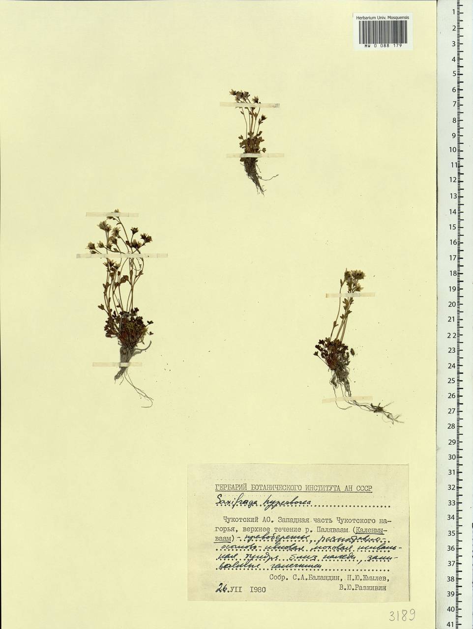 Saxifraga hyperborea R. Br., Siberia, Chukotka & Kamchatka (S7) (Russia)