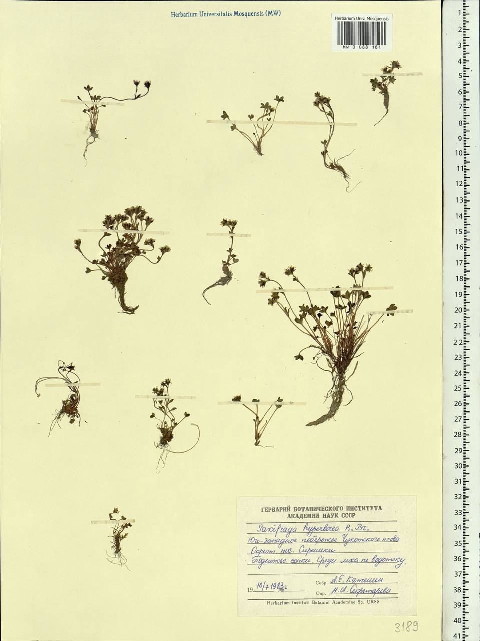 Saxifraga hyperborea R. Br., Siberia, Chukotka & Kamchatka (S7) (Russia)