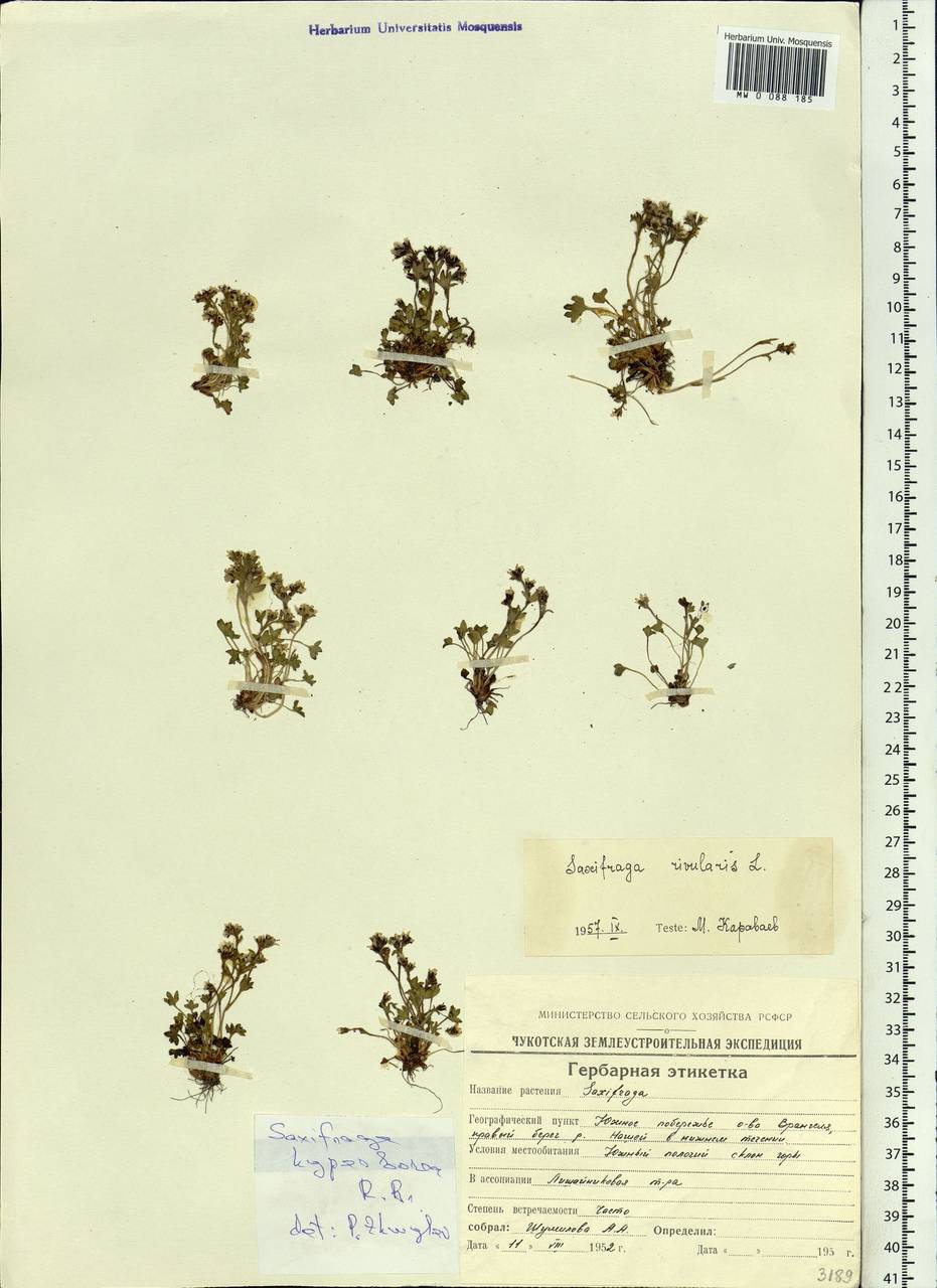 Saxifraga hyperborea R. Br., Siberia, Chukotka & Kamchatka (S7) (Russia)