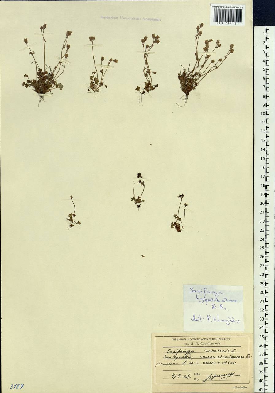 Saxifraga hyperborea R. Br., Siberia, Chukotka & Kamchatka (S7) (Russia)