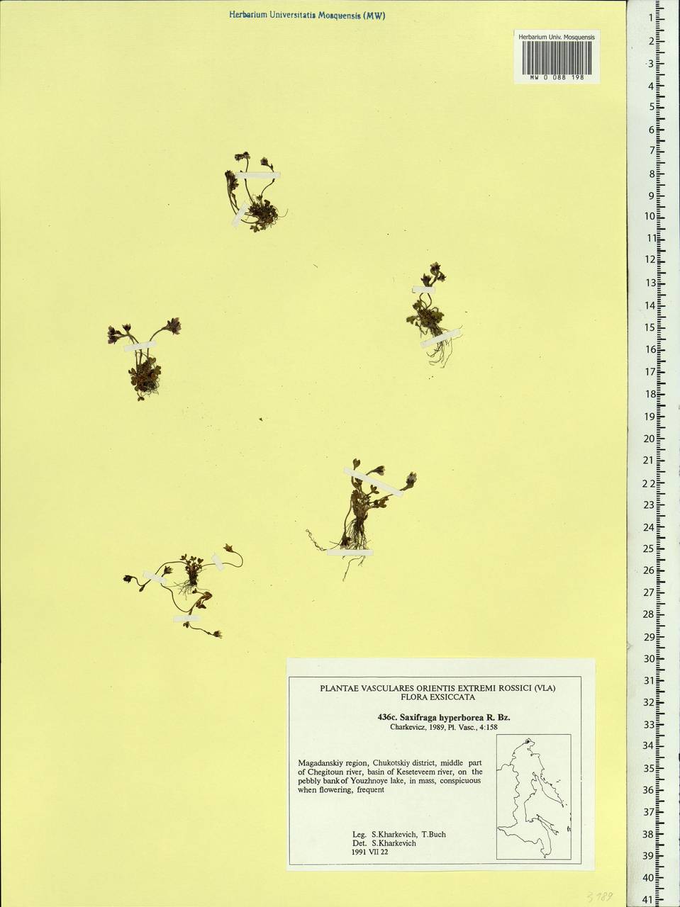 Saxifraga hyperborea R. Br., Siberia, Chukotka & Kamchatka (S7) (Russia)