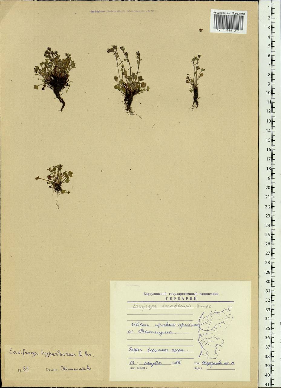 Saxifraga hyperborea R. Br., Siberia, Baikal & Transbaikal region (S4) (Russia)