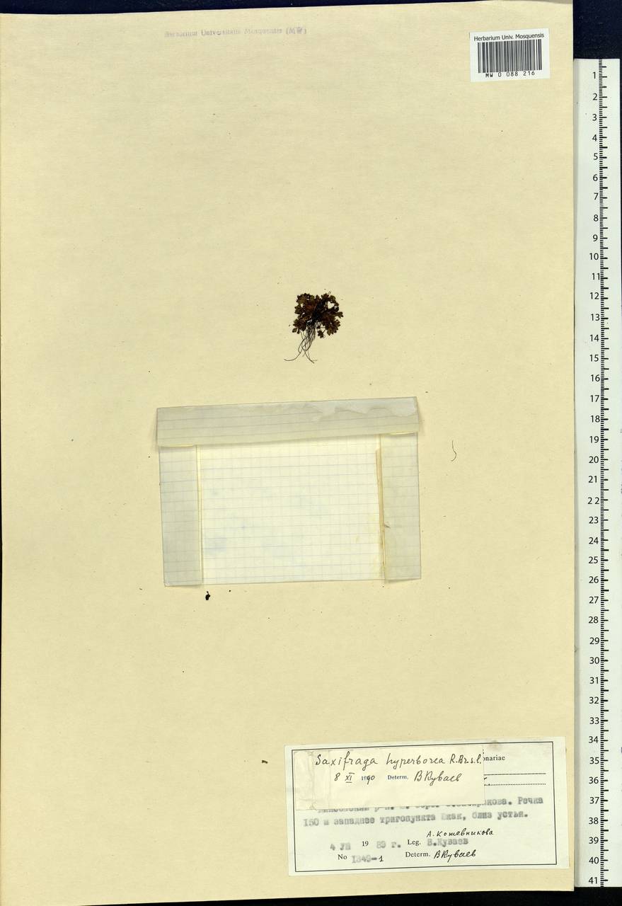 Saxifraga hyperborea R. Br., Siberia, Central Siberia (S3) (Russia)