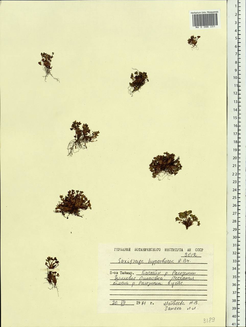 Saxifraga hyperborea R. Br., Siberia, Central Siberia (S3) (Russia)