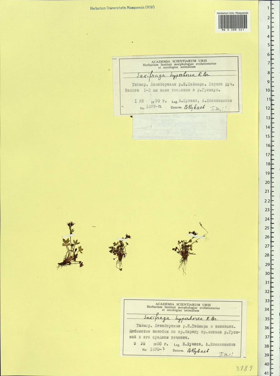 Saxifraga hyperborea R. Br., Siberia, Central Siberia (S3) (Russia)