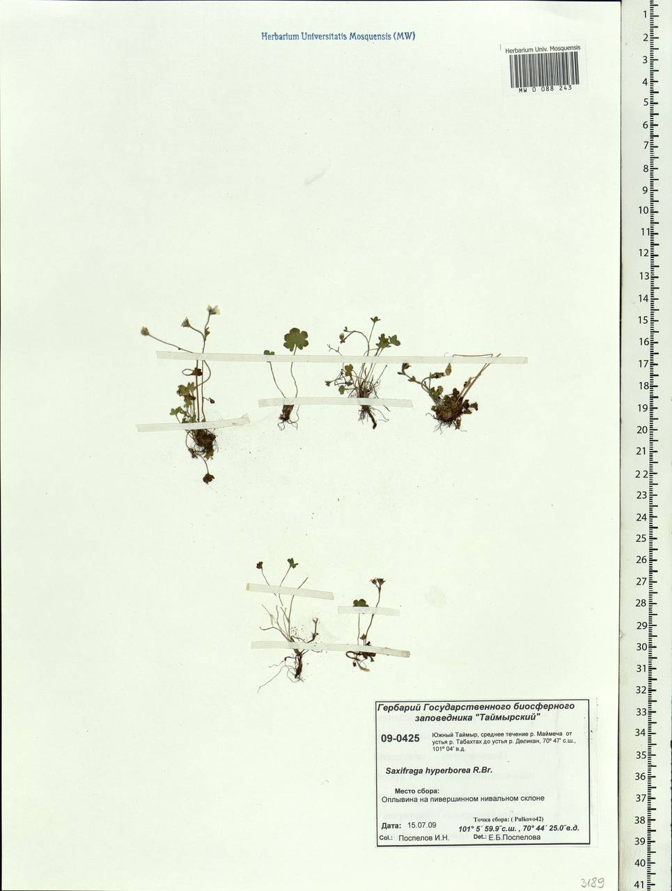 Saxifraga hyperborea R. Br., Siberia, Central Siberia (S3) (Russia)