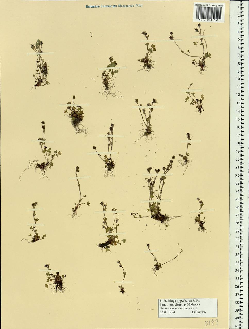Saxifraga hyperborea R. Br., Siberia, Western Siberia (S1) (Russia)