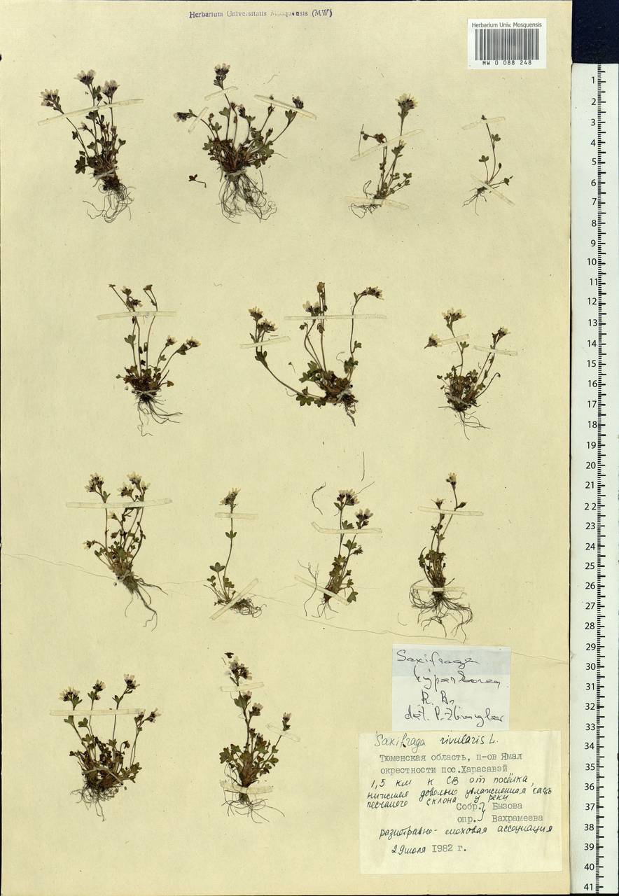 Saxifraga hyperborea R. Br., Siberia, Western Siberia (S1) (Russia)