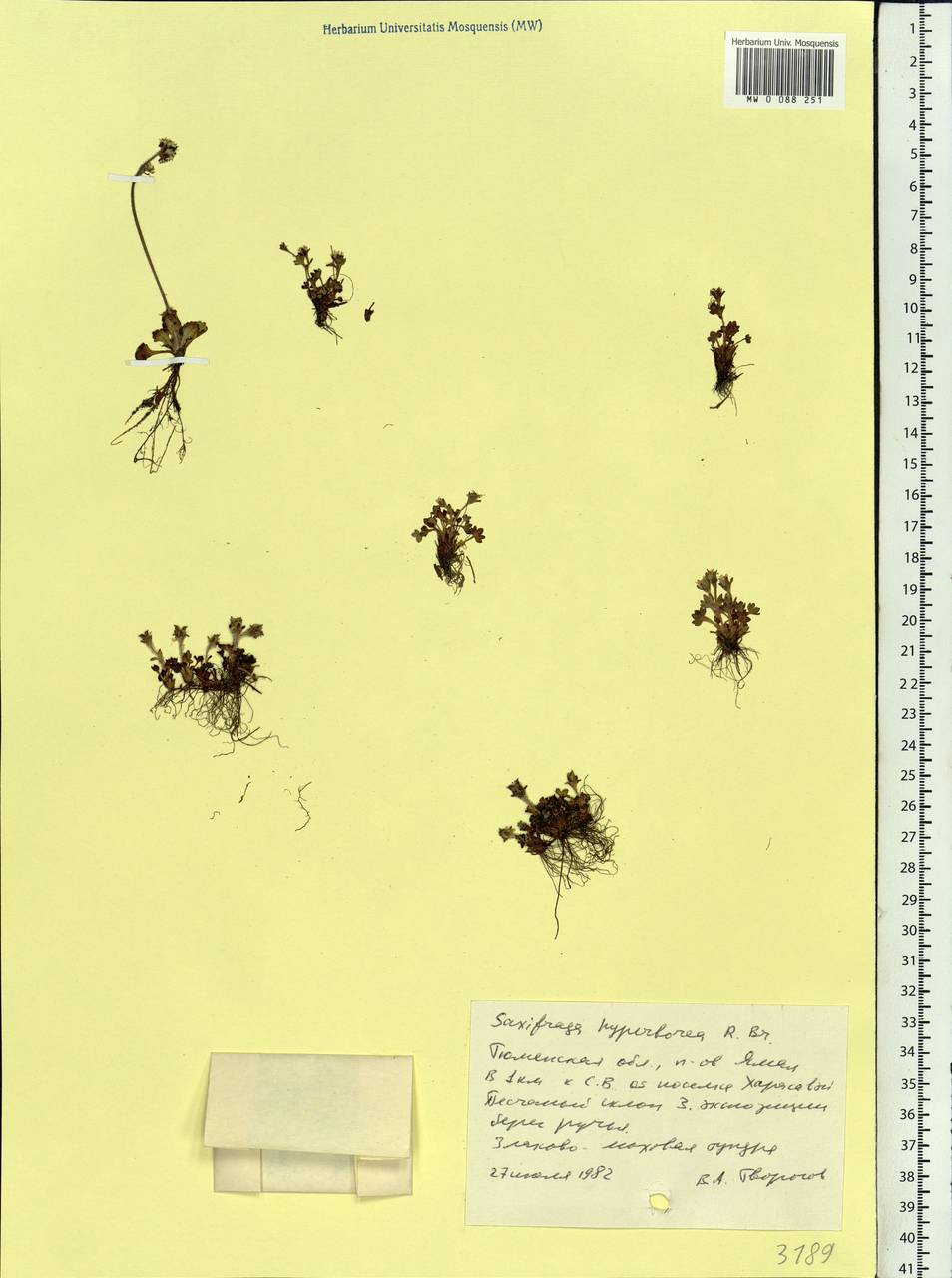 Saxifraga hyperborea R. Br., Siberia, Western Siberia (S1) (Russia)