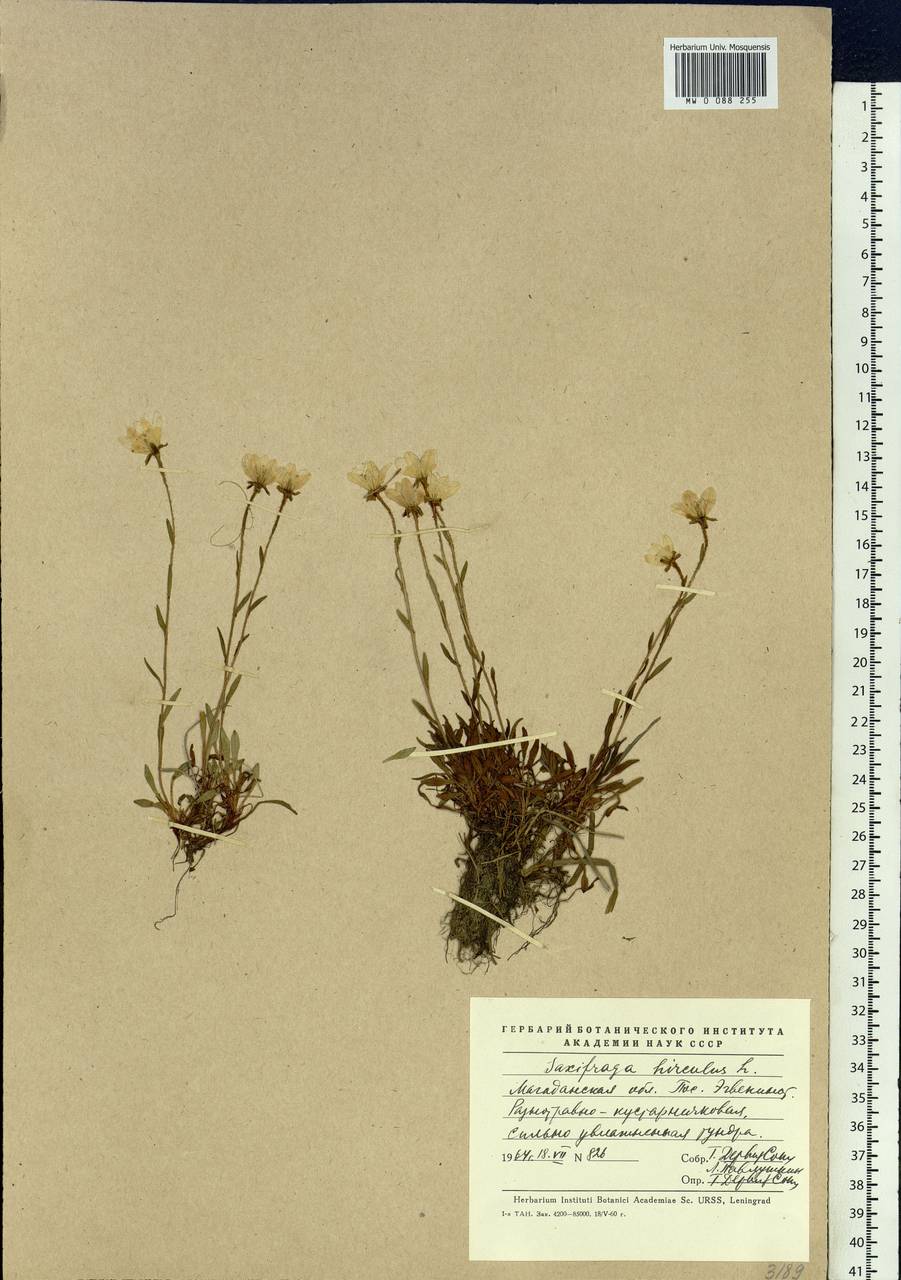 Saxifraga hirculus, Siberia, Chukotka & Kamchatka (S7) (Russia)