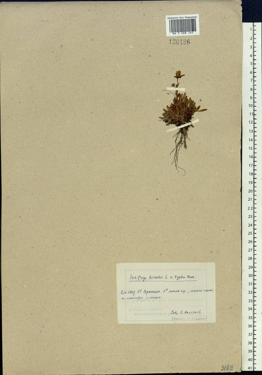 Saxifraga hirculus L., Siberia, Chukotka & Kamchatka (S7) (Russia)