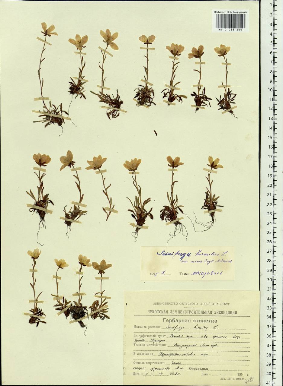 Saxifraga hirculus L., Siberia, Chukotka & Kamchatka (S7) (Russia)