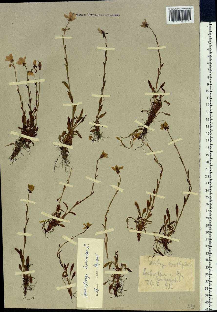 Saxifraga hirculus, Siberia, Western Siberia (S1) (Russia)