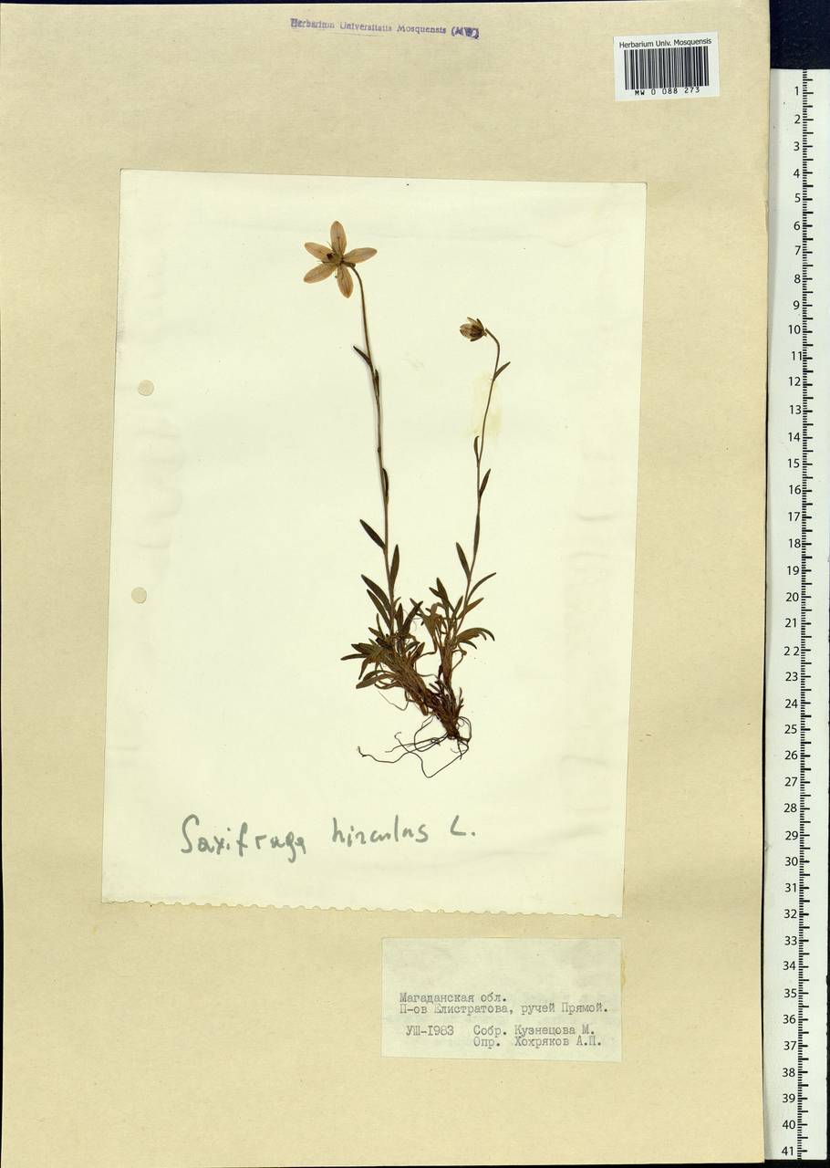 Saxifraga hirculus L., Siberia, Chukotka & Kamchatka (S7) (Russia)