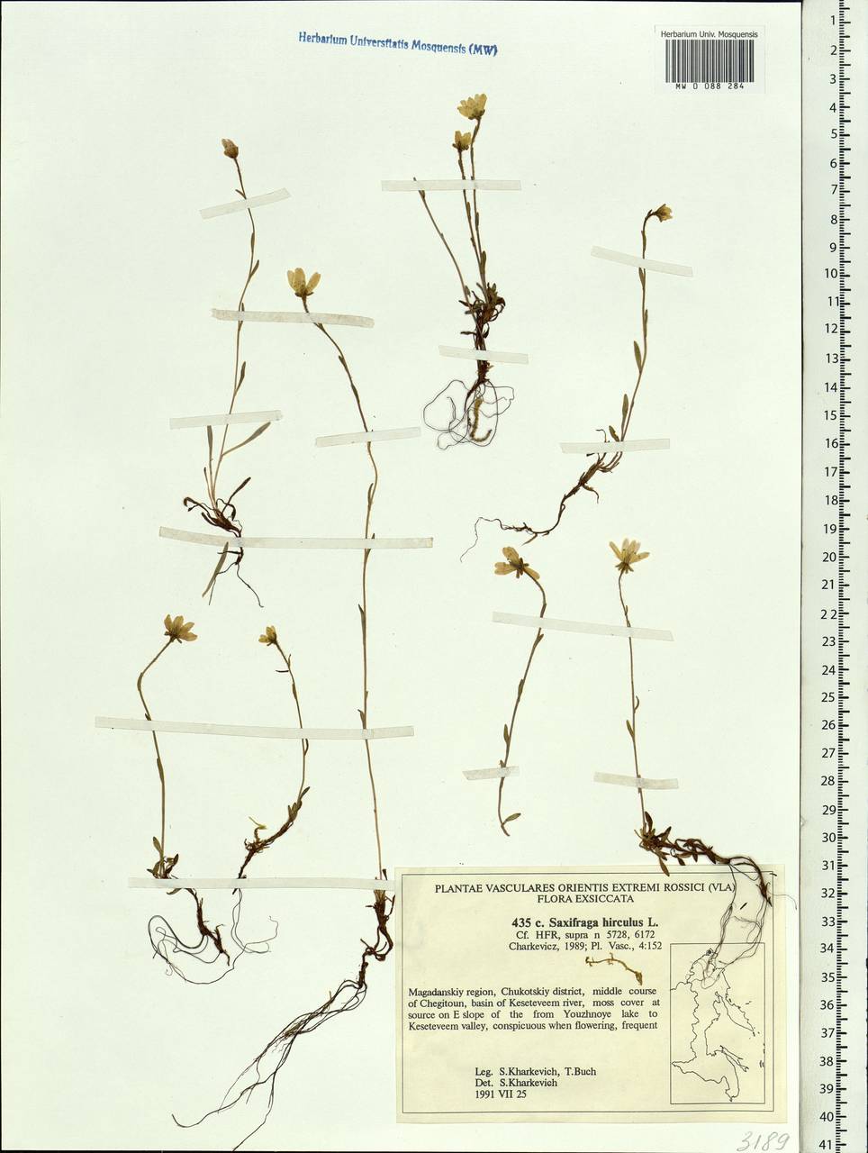 Saxifraga hirculus, Siberia, Chukotka & Kamchatka (S7) (Russia)