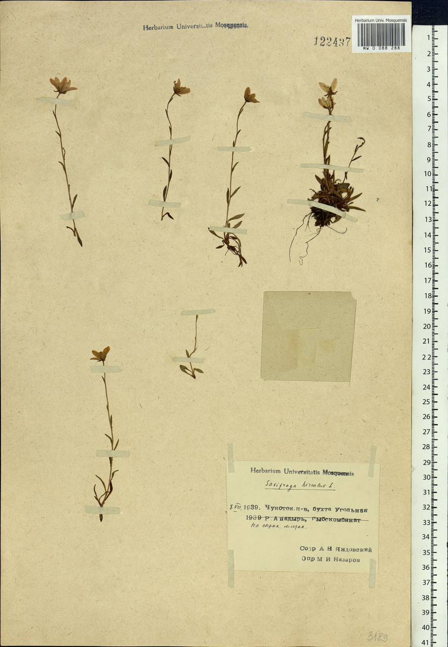 Saxifraga hirculus, Siberia, Chukotka & Kamchatka (S7) (Russia)