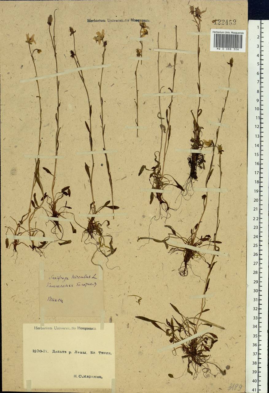 Saxifraga hirculus, Siberia, Yakutia (S5) (Russia)