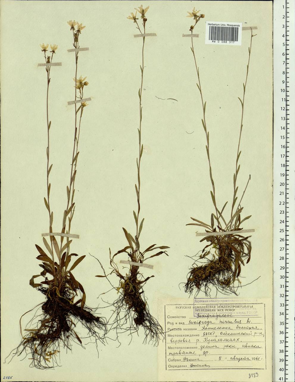 Saxifraga hirculus L., Siberia, Yakutia (S5) (Russia)