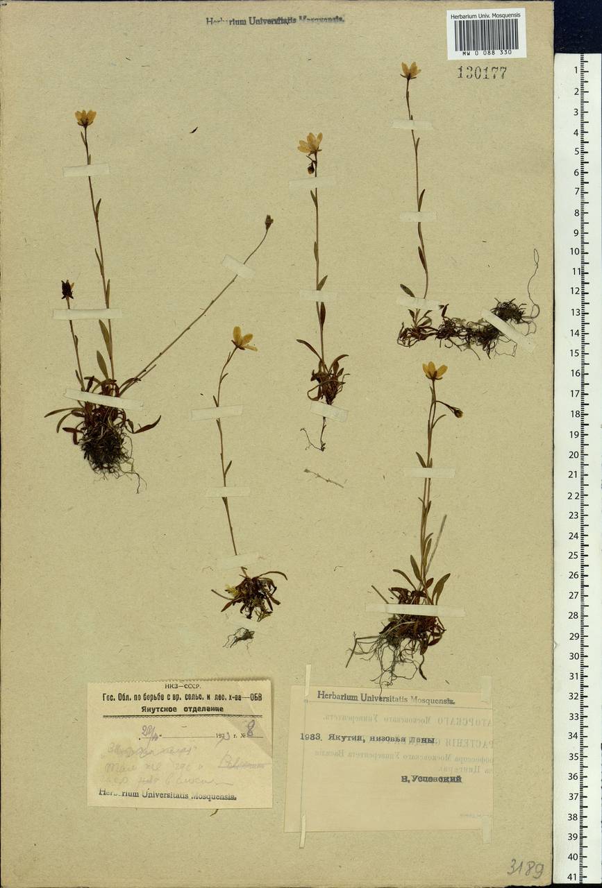 Saxifraga hirculus L., Siberia, Yakutia (S5) (Russia)