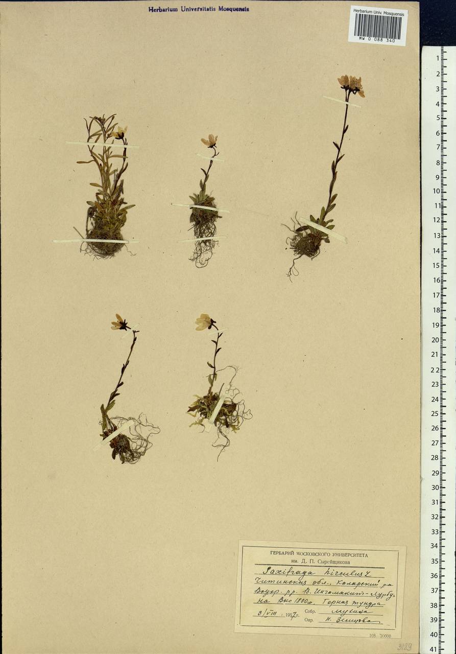 Saxifraga hirculus, Siberia, Baikal & Transbaikal region (S4) (Russia)