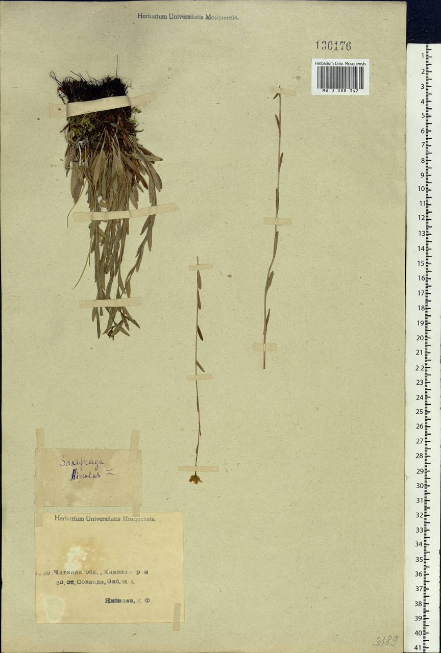 Saxifraga hirculus, Siberia, Baikal & Transbaikal region (S4) (Russia)