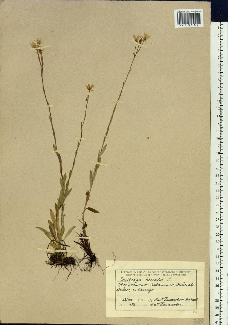 Saxifraga hirculus, Siberia, Baikal & Transbaikal region (S4) (Russia)