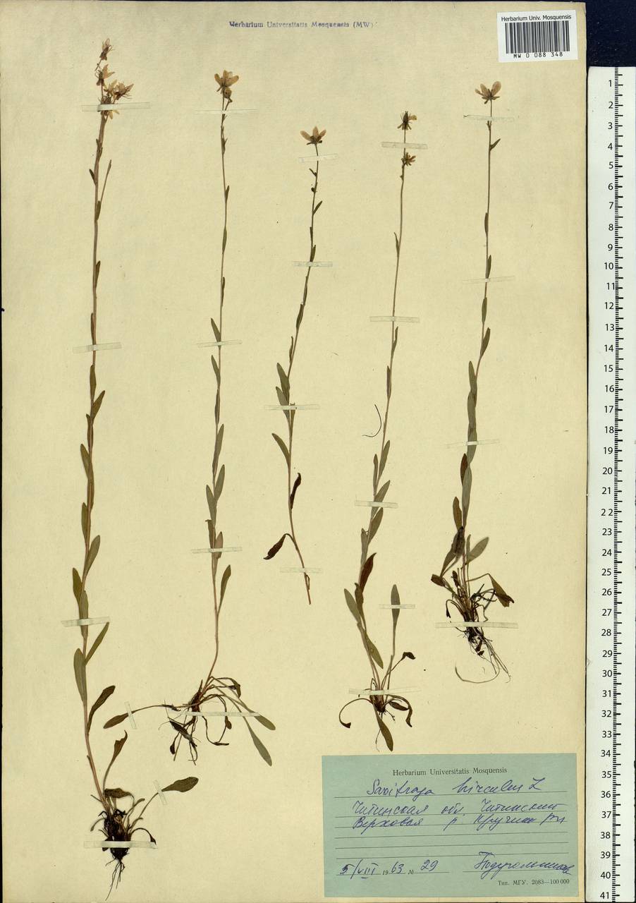 Saxifraga hirculus L., Siberia, Baikal & Transbaikal region (S4) (Russia)