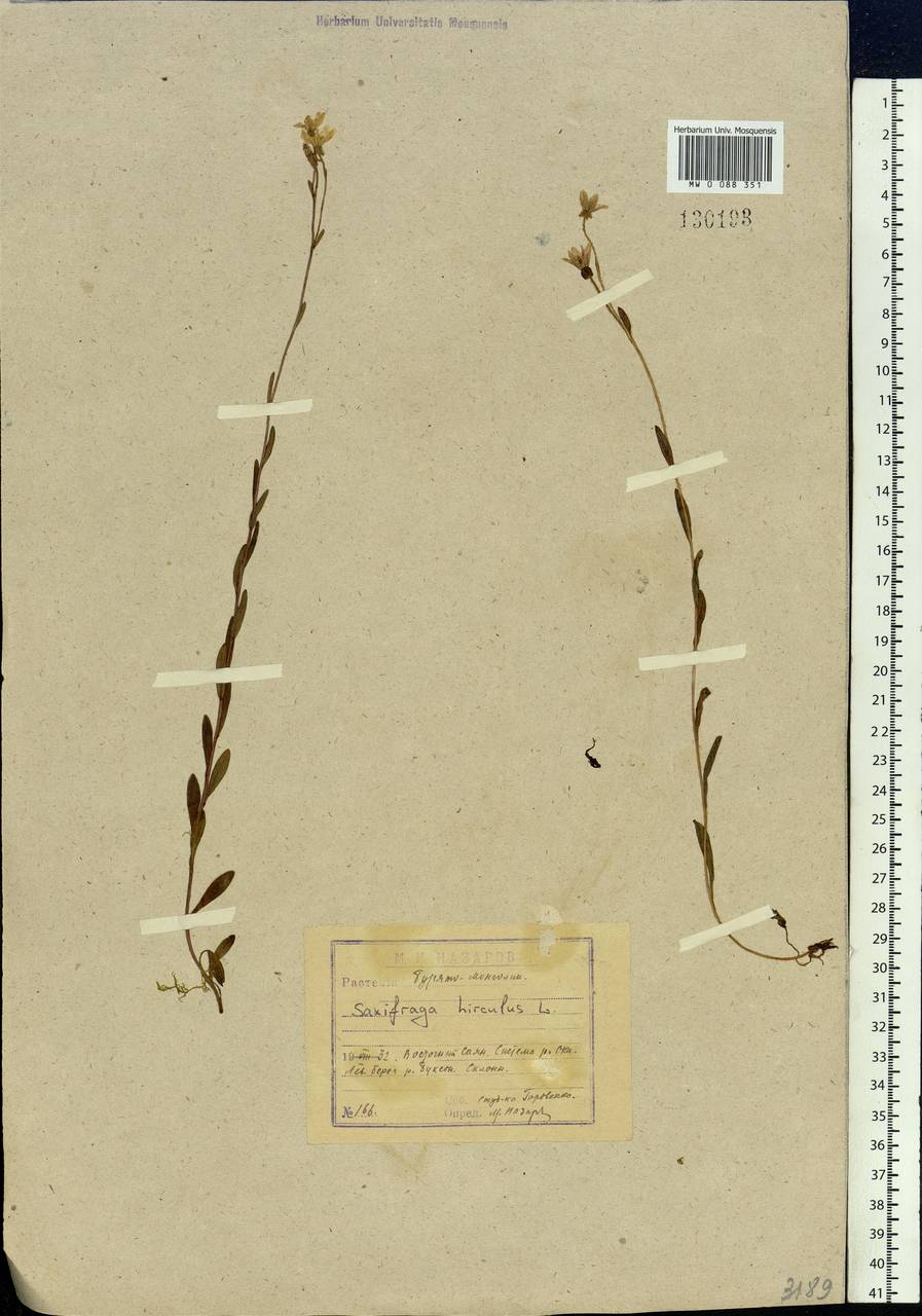 Saxifraga hirculus L., Siberia, Baikal & Transbaikal region (S4) (Russia)