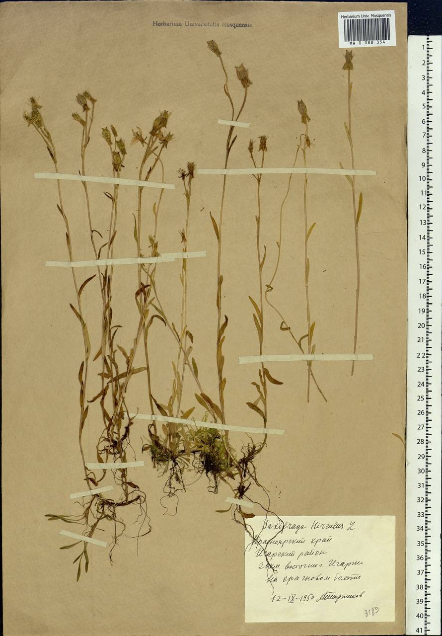 Saxifraga hirculus L., Siberia, Central Siberia (S3) (Russia)