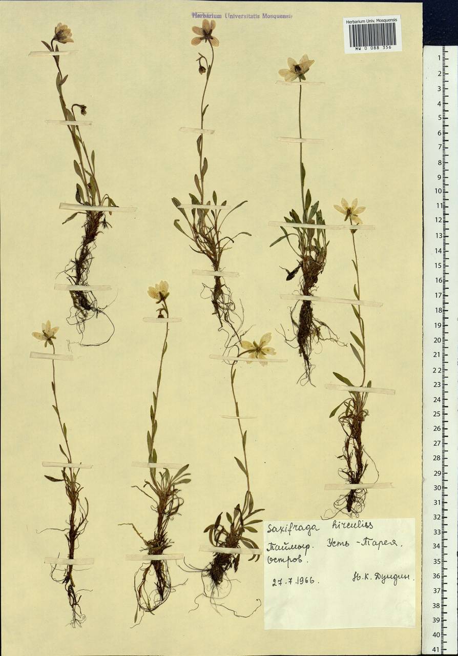 Saxifraga hirculus L., Siberia, Central Siberia (S3) (Russia)