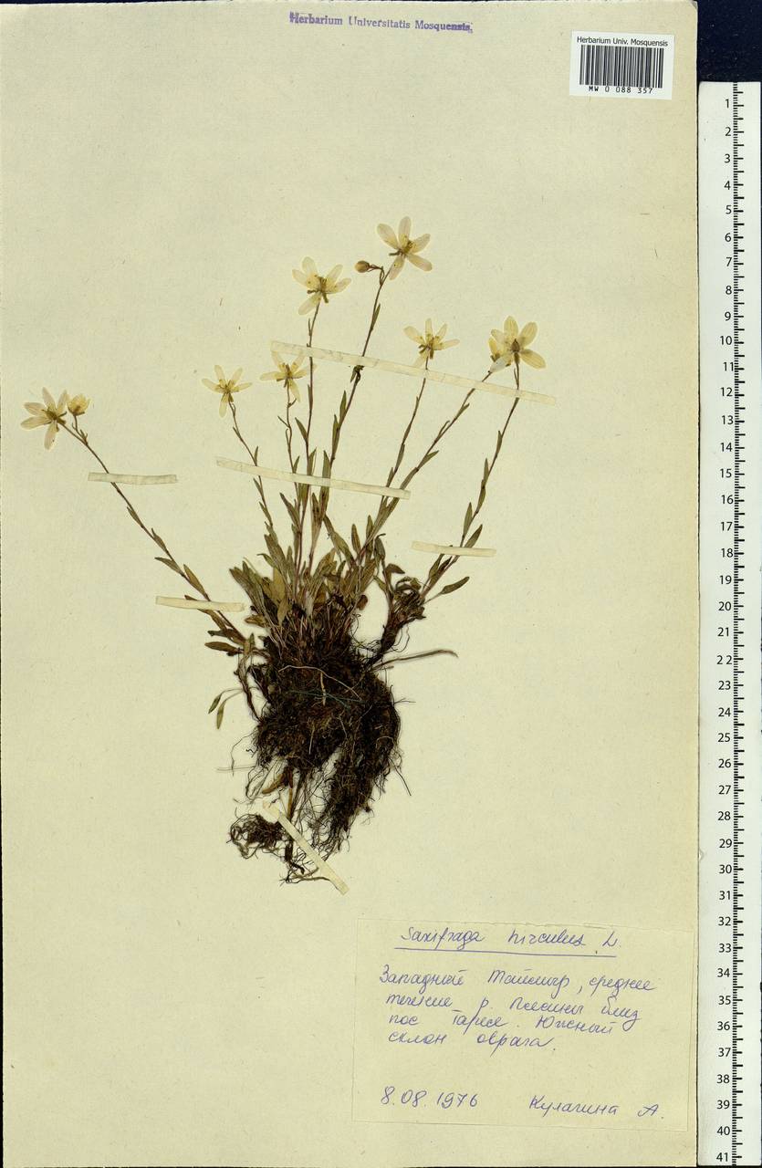 Saxifraga hirculus, Siberia, Central Siberia (S3) (Russia)