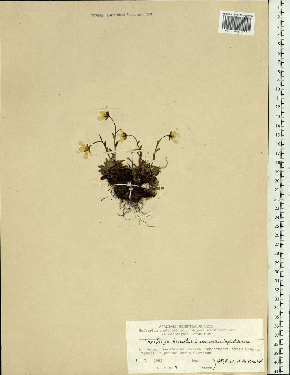 Saxifraga hirculus L., Siberia, Central Siberia (S3) (Russia)