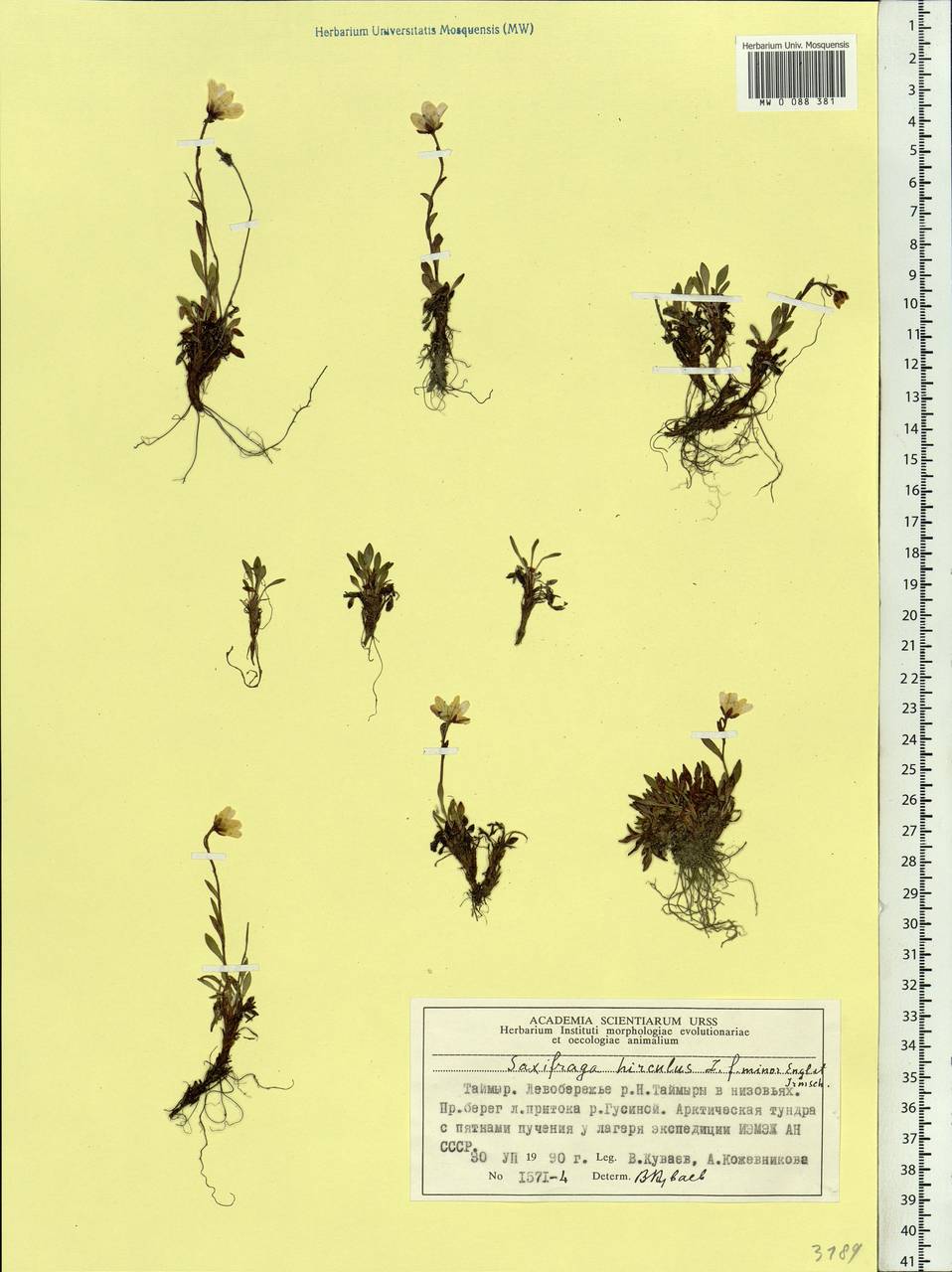 Saxifraga hirculus, Siberia, Central Siberia (S3) (Russia)