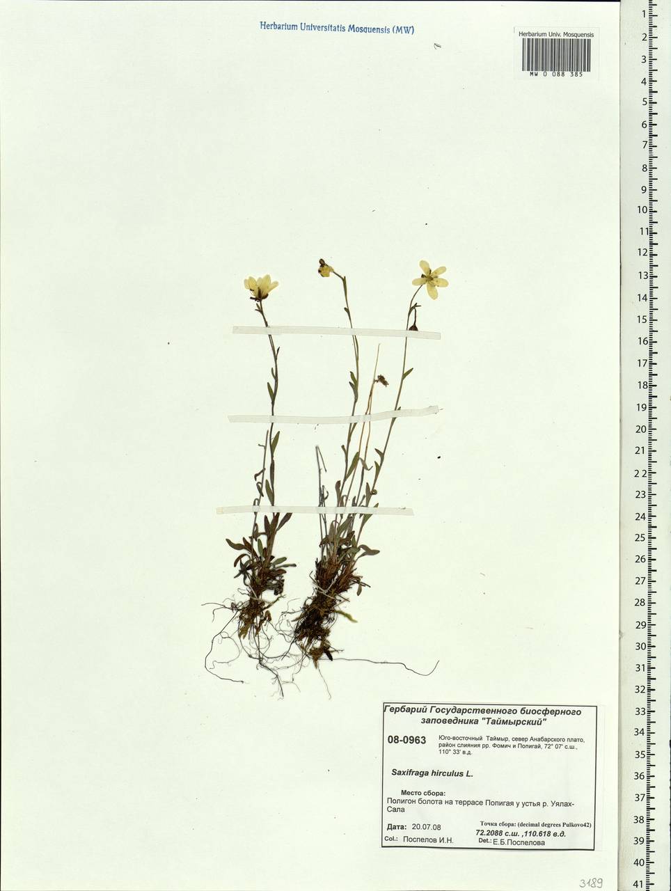 Saxifraga hirculus L., Siberia, Central Siberia (S3) (Russia)