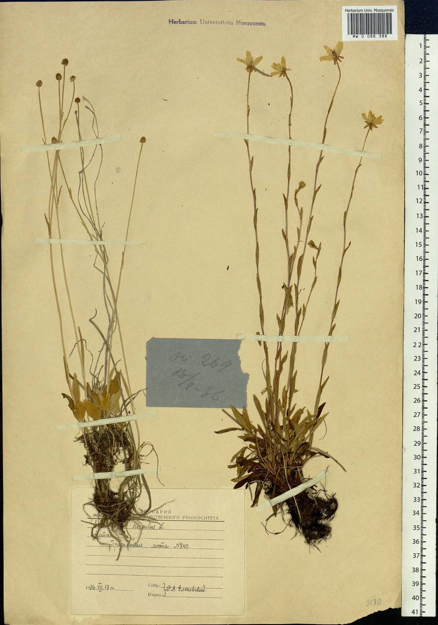 Saxifraga hirculus, Siberia, Western (Kazakhstan) Altai Mountains (S2a) (Kazakhstan)