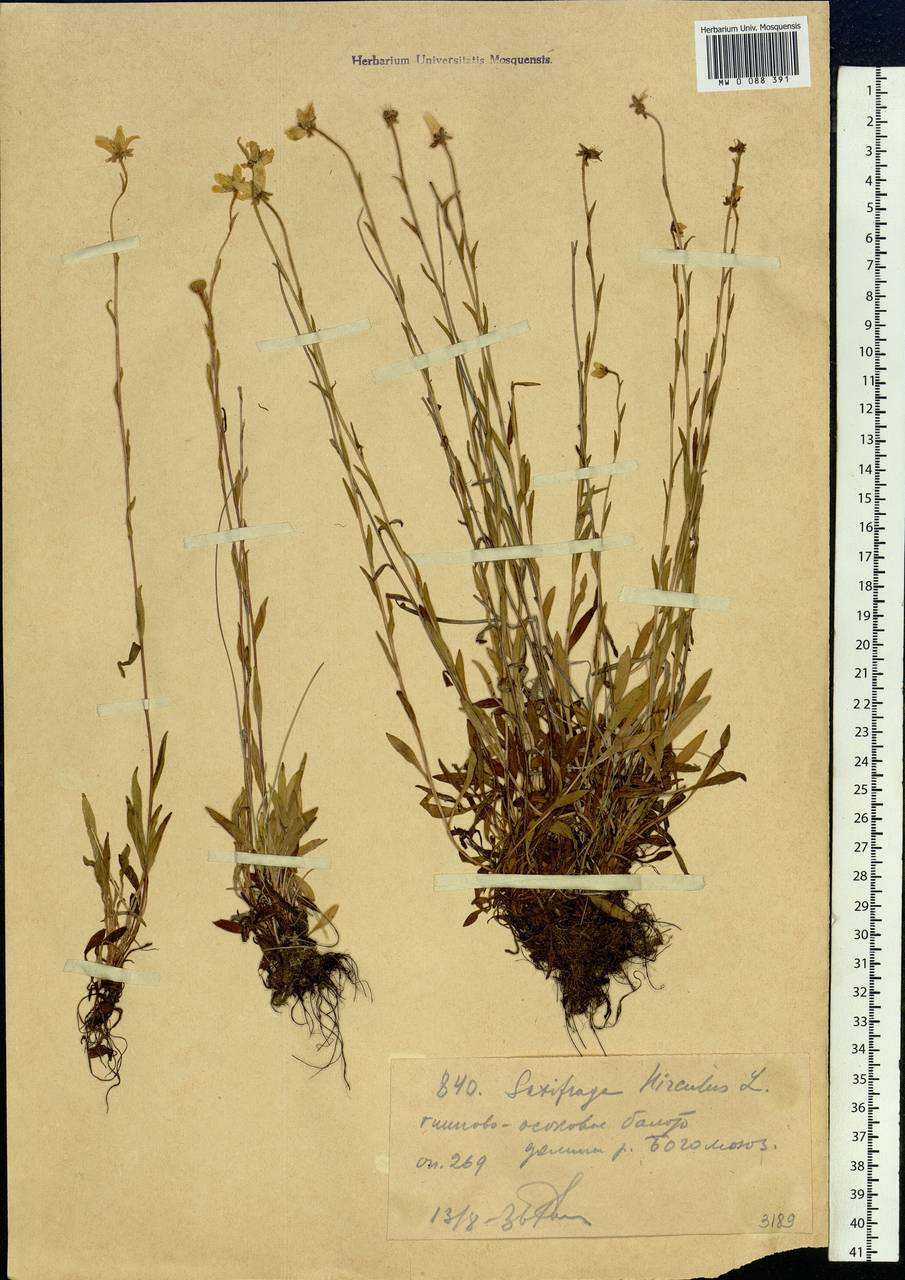 Saxifraga hirculus, Siberia, Western (Kazakhstan) Altai Mountains (S2a) (Kazakhstan)