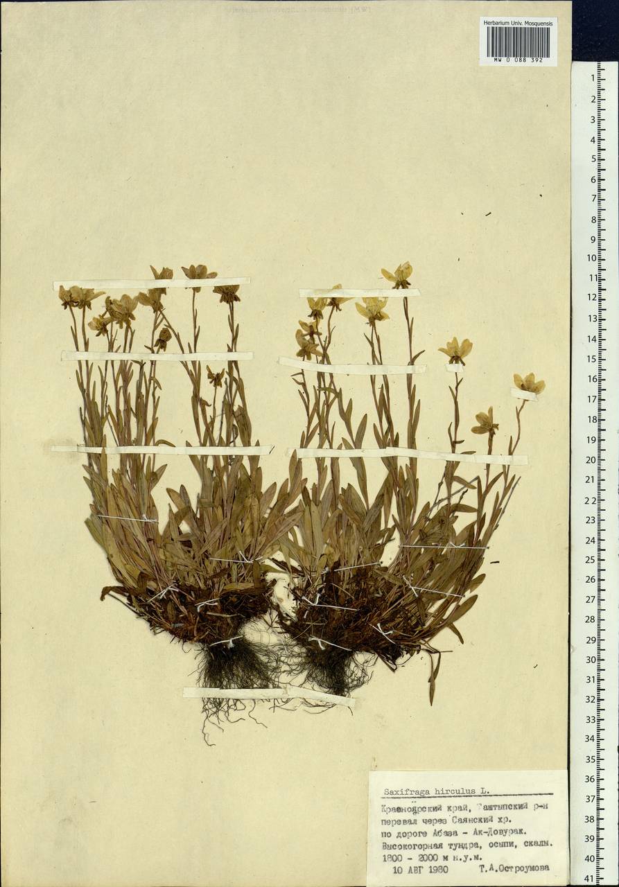 Saxifraga hirculus, Siberia, Altai & Sayany Mountains (S2) (Russia)