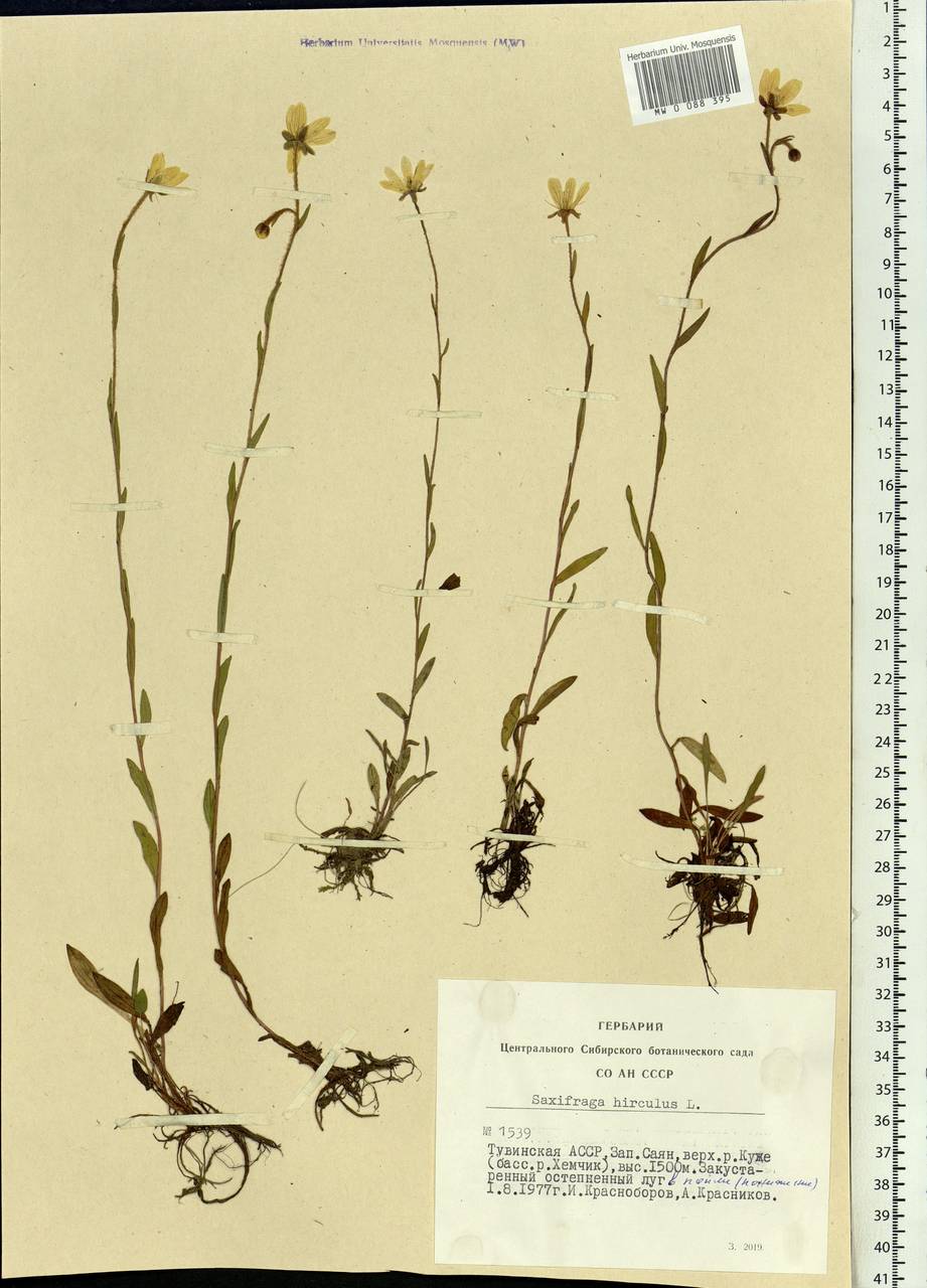 Saxifraga hirculus, Siberia, Altai & Sayany Mountains (S2) (Russia)