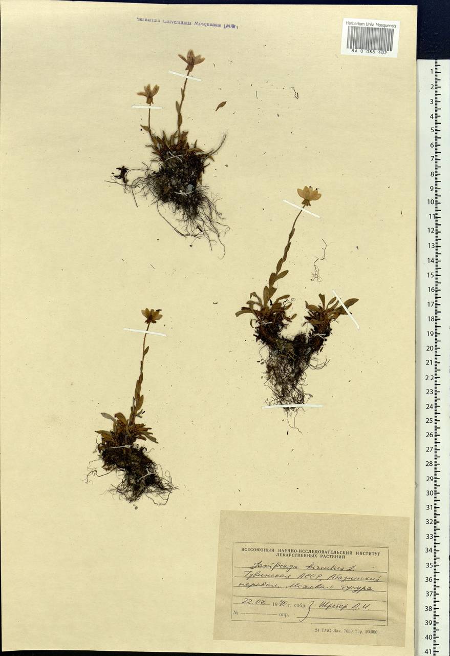 Saxifraga hirculus L., Siberia, Altai & Sayany Mountains (S2) (Russia)