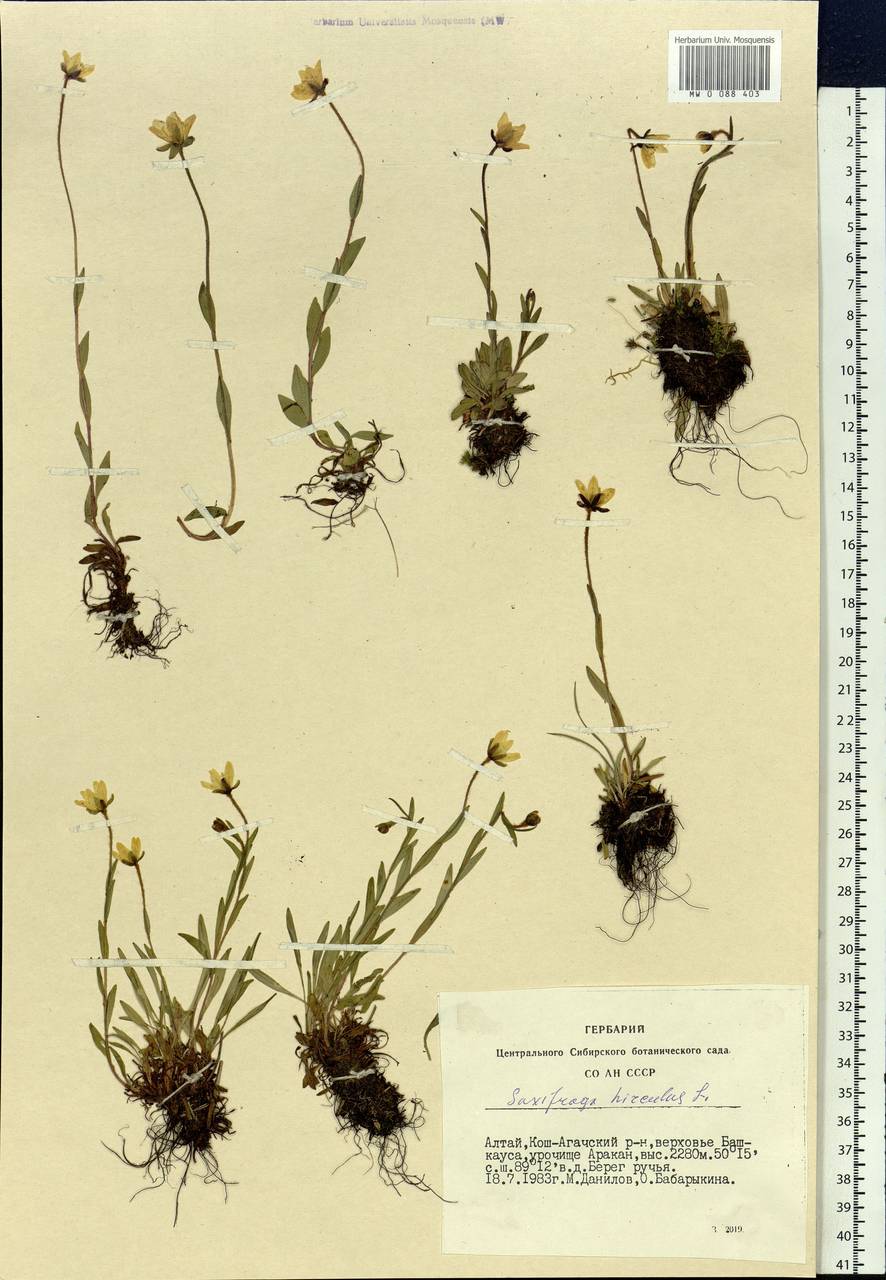 Saxifraga hirculus, Siberia, Altai & Sayany Mountains (S2) (Russia)