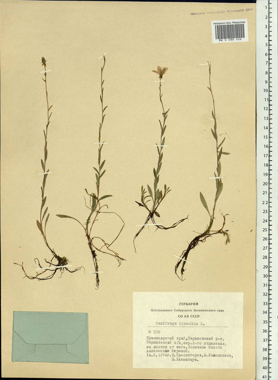 Saxifraga hirculus, Siberia, Altai & Sayany Mountains (S2) (Russia)