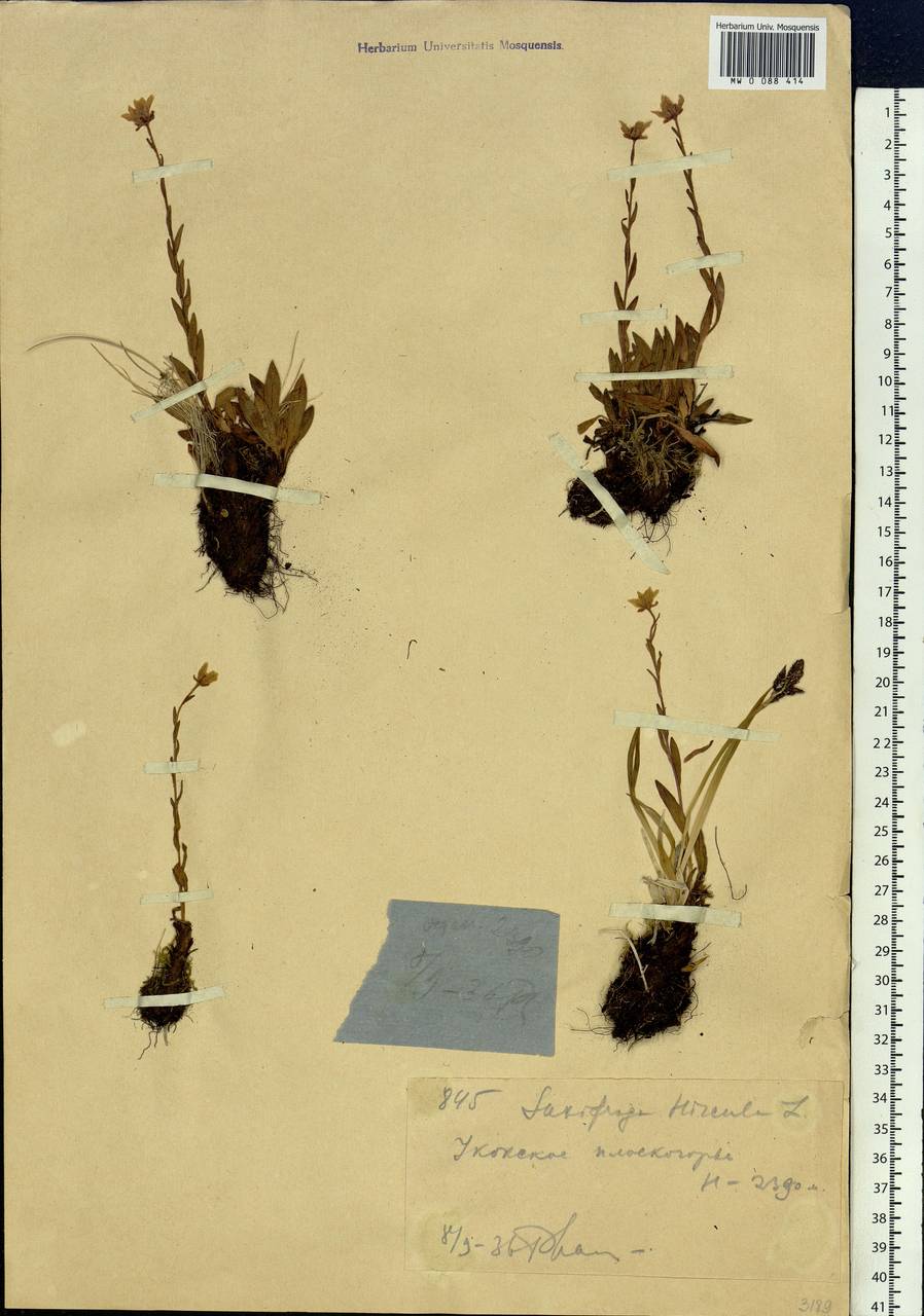 Saxifraga hirculus L., Siberia, Altai & Sayany Mountains (S2) (Russia)