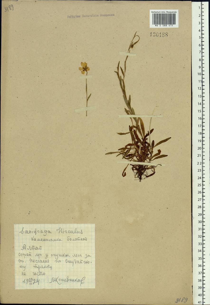 Saxifraga hirculus L., Siberia, Altai & Sayany Mountains (S2) (Russia)