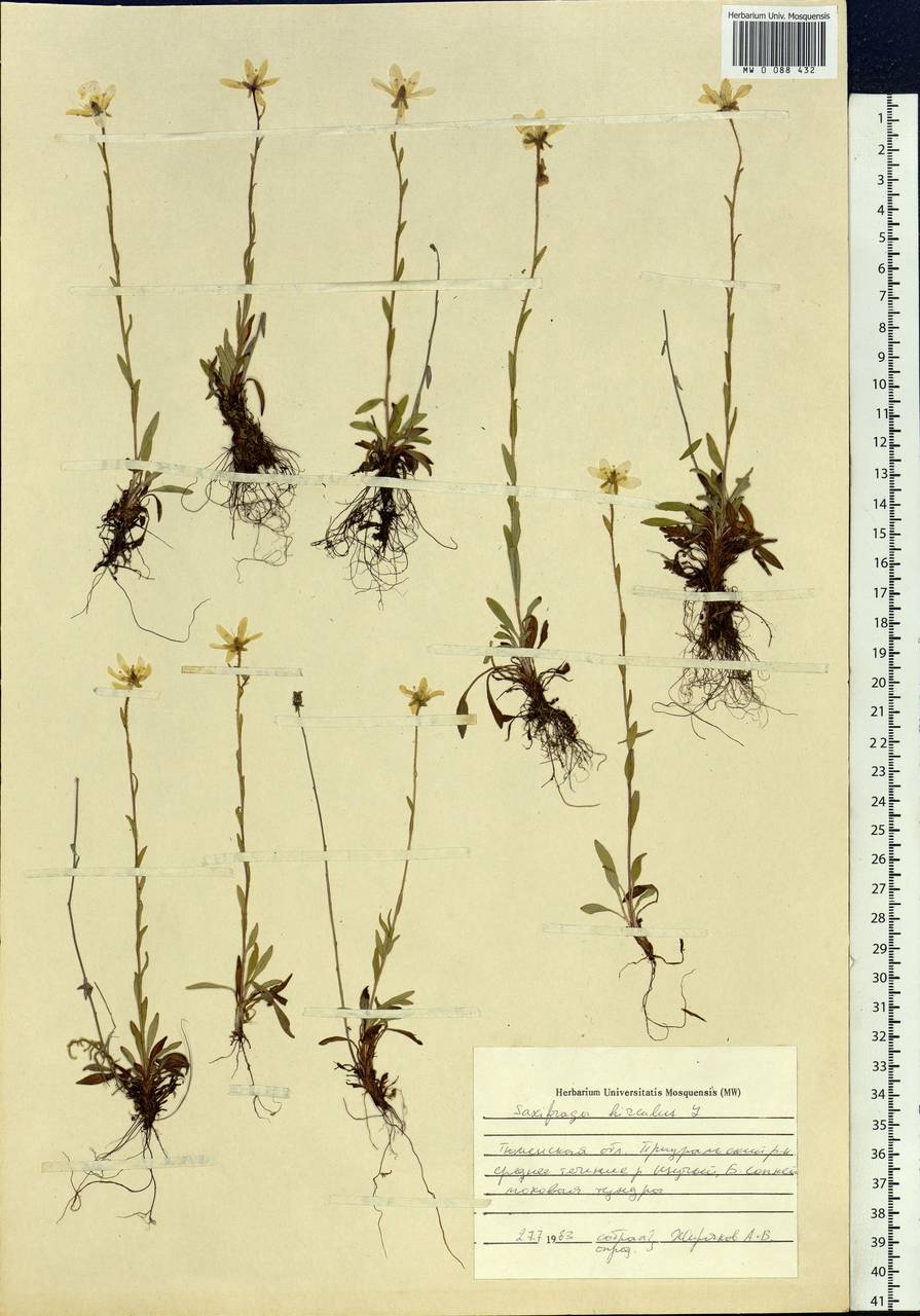 Saxifraga hirculus, Siberia, Western Siberia (S1) (Russia)