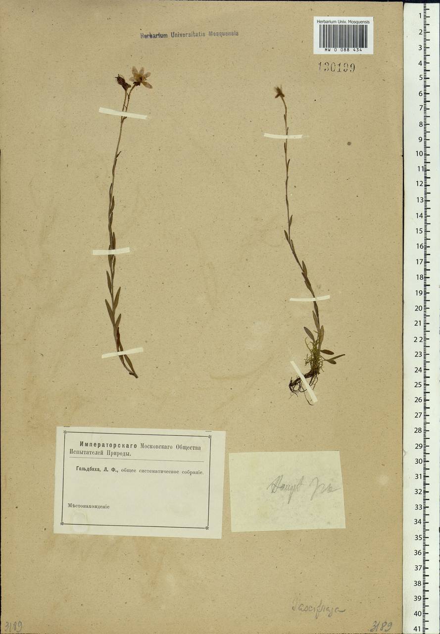 Saxifraga hirculus, Siberia (no precise locality) (S0) (Russia)