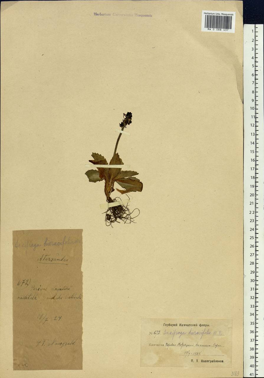 Micranthes hieraciifolia (Waldst. & Kit.) Haw., Siberia, Chukotka & Kamchatka (S7) (Russia)