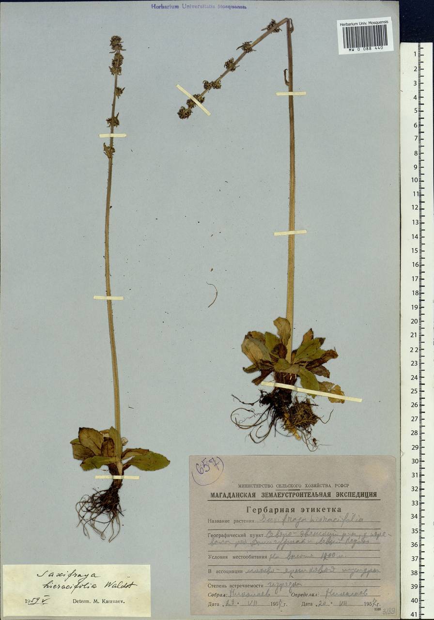 Micranthes hieraciifolia (Waldst. & Kit.) Haw., Siberia, Chukotka & Kamchatka (S7) (Russia)