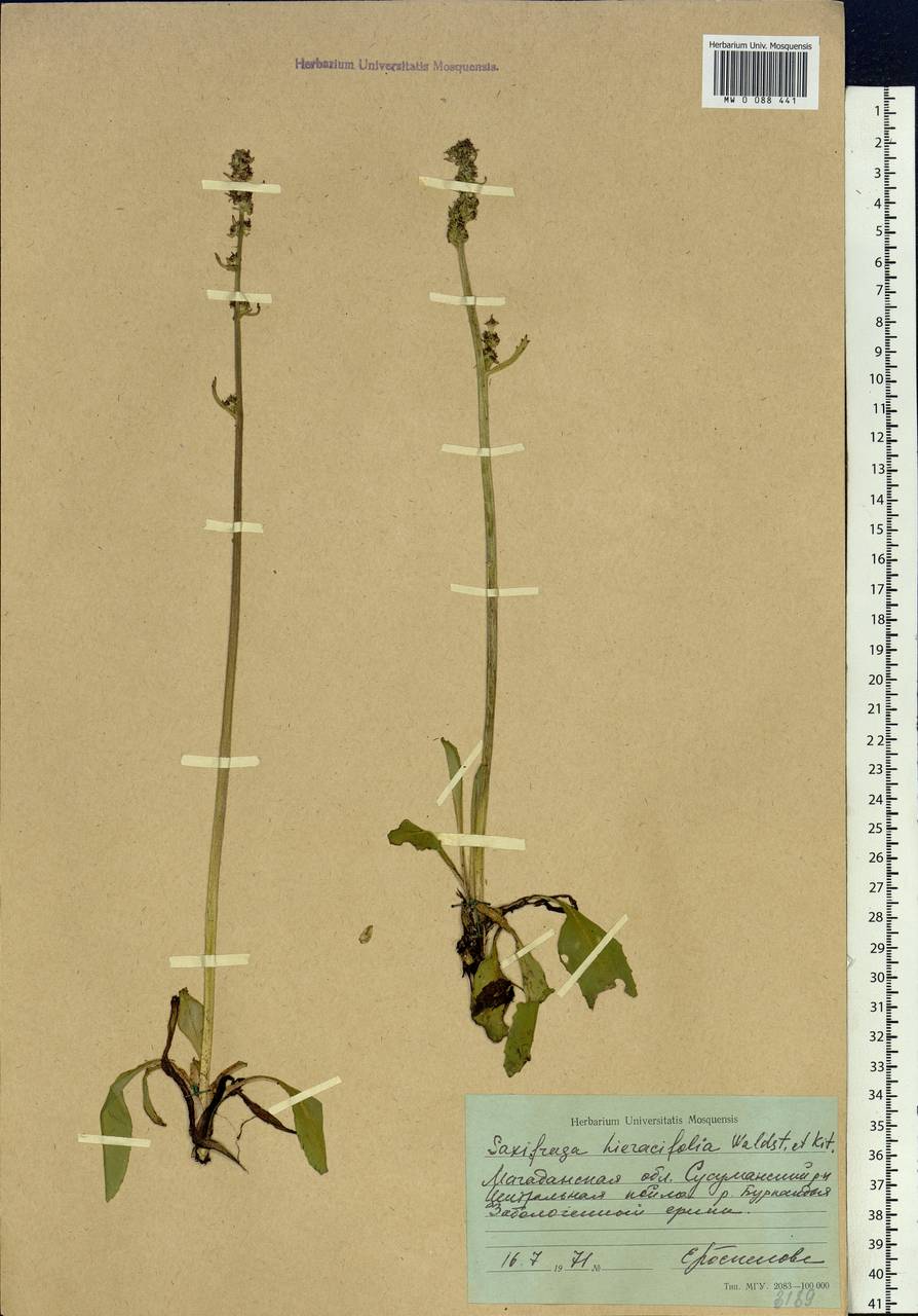 Micranthes hieraciifolia (Waldst. & Kit.) Haw., Siberia, Chukotka & Kamchatka (S7) (Russia)