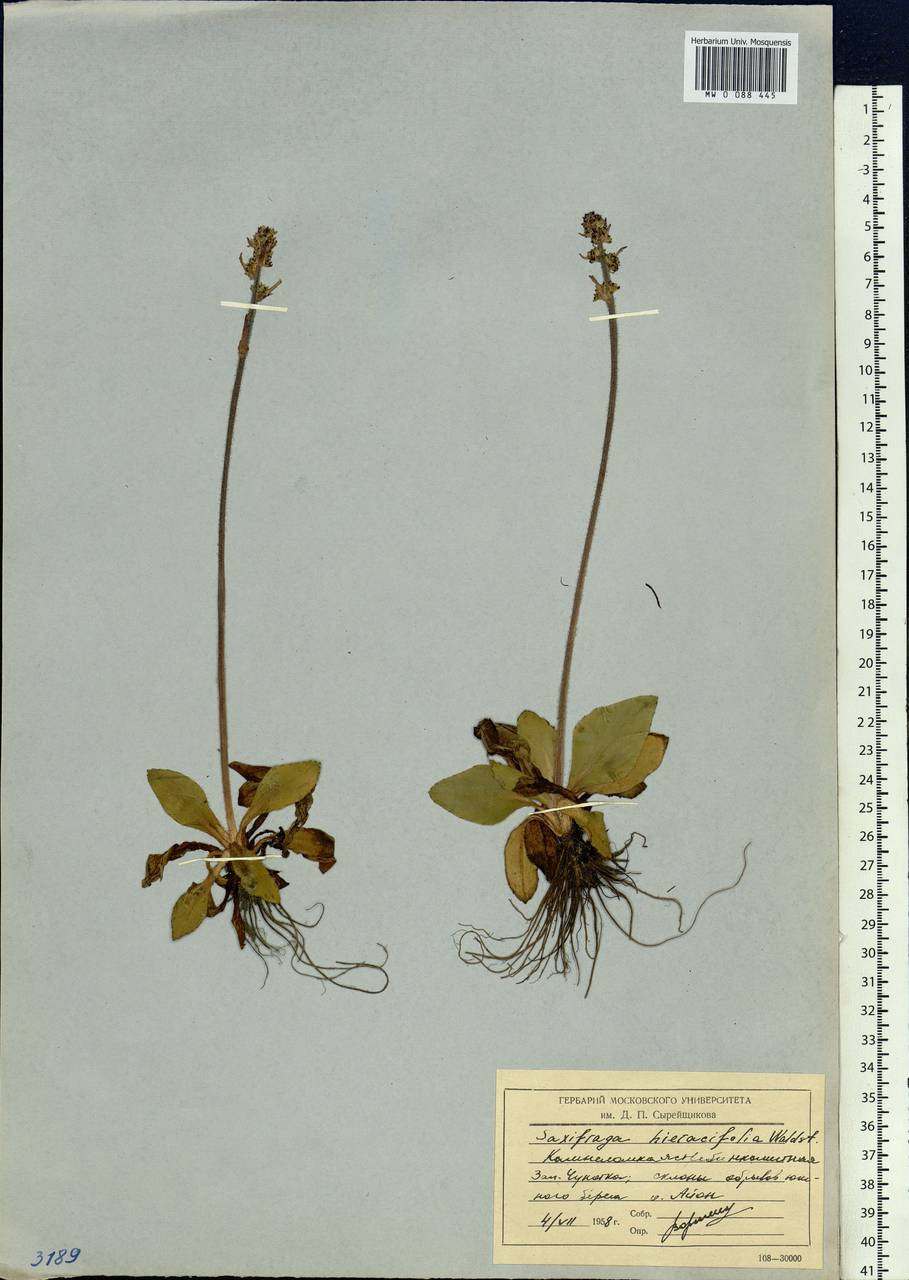 Micranthes hieraciifolia (Waldst. & Kit.) Haw., Siberia, Chukotka & Kamchatka (S7) (Russia)