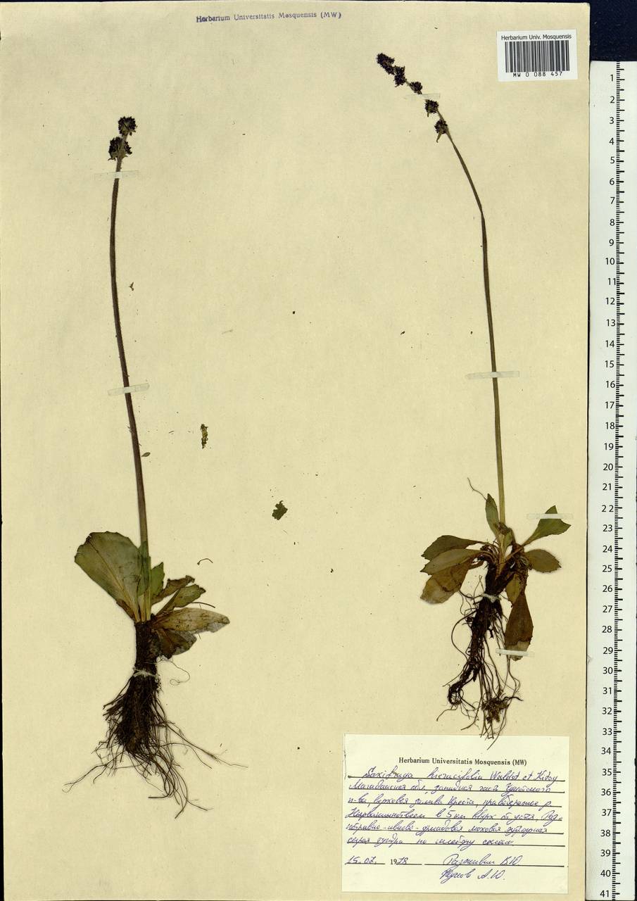 Micranthes hieraciifolia (Waldst. & Kit.) Haw., Siberia, Chukotka & Kamchatka (S7) (Russia)